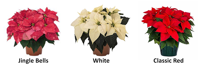 poinsettia color options