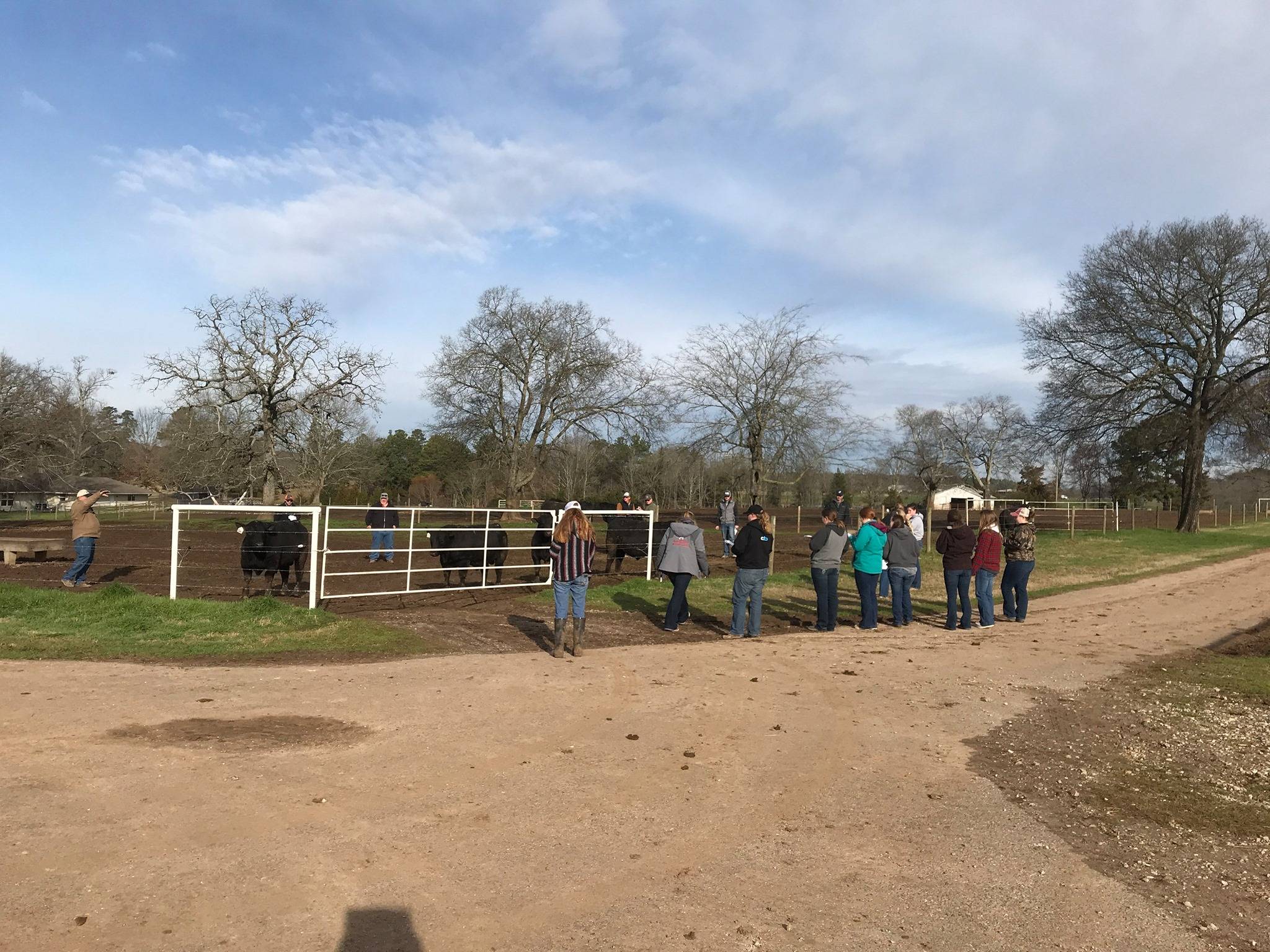 livestock judging at a ranch