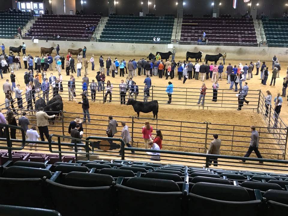 students judging in arena